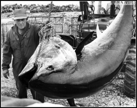 Lloyd MacInnes and Swordfish Lloyd MacInnes and Swordfish