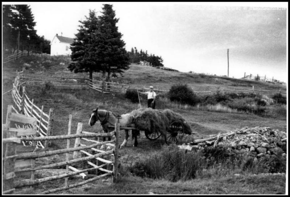 Roddie Hector MacDonald, Wreck Cove Roddie Hector MacDonald, Wreck Cove